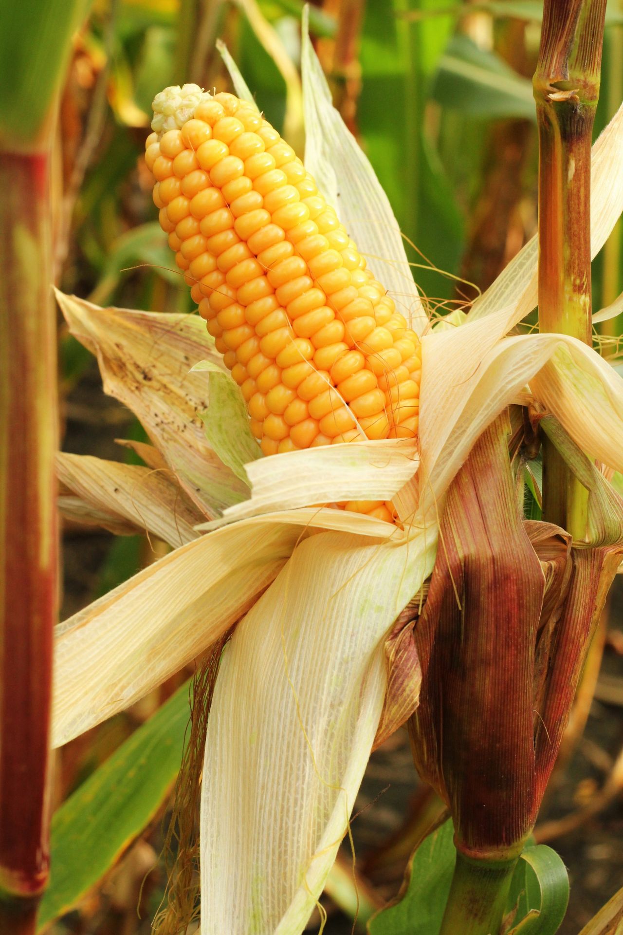 Hybrid Field Trial Stand
